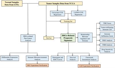 Construction and experimental validation of a signature for predicting prognosis and immune infiltration analysis of glioma based on disulfidptosis-related lncRNAs